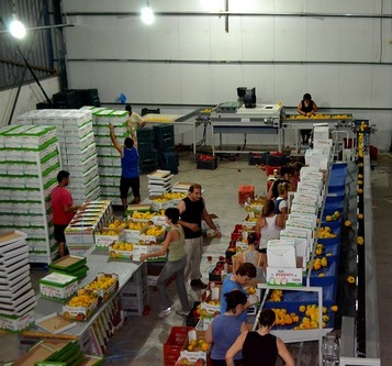 Sorting and Grading line for Peppers