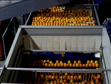 Sorting and Grading line for Oranges