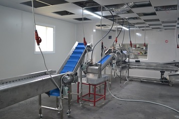 Sorting and Packaging Line for cut Potatoes