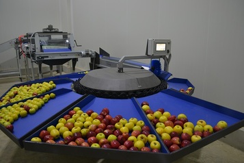 Sorting-Grading-Processing Line for Apples