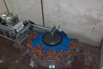 Sorting-Grading-Processing Line for Apples