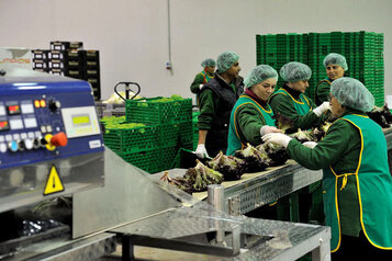 Packaging Line for Vegetables