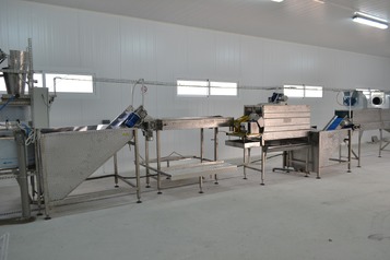 Sorting and Peeled line for Potatoes