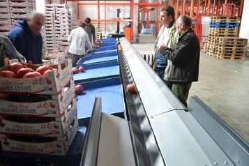 Grading and Processing line for Pomegranate