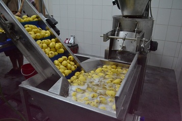 Sorting and Packaging Line for cut Potatoes