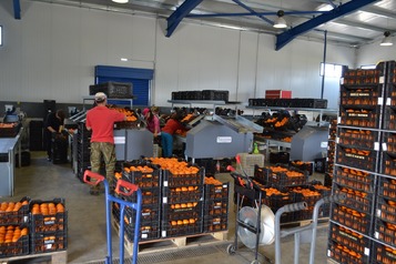 Sorting-Grading-Packaging line for Oranges