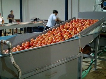 Sorting-Grading-Processing Line for Pomegranate