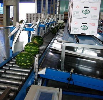 Processing-Sorting-Grading-Sizing and Packaging Line for Watermelons