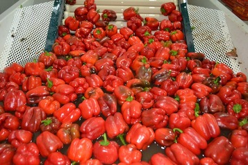 Sorting and Grading line for Peppers