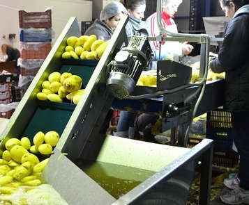 Sorting and Peeled line for Potatoes