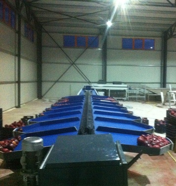 Sorting-Grading-Processing Line for Apples