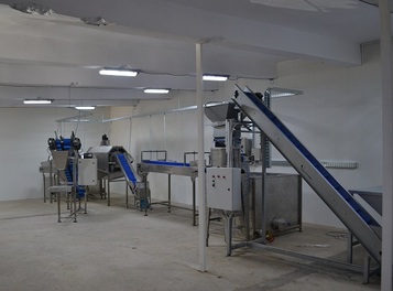 Sorting and Packaging Line for cut Potatoes