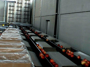 Sorting-Grading-Processing Line for Apples