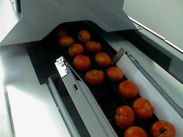 Processing-Sorting-Grading-Sizing and Packaging Line for Tomatoes