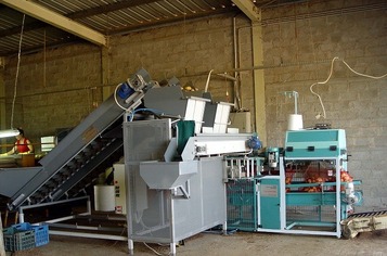 Sorting and Packaging line for Potato