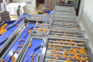 Sorting and Grading line for Oranges